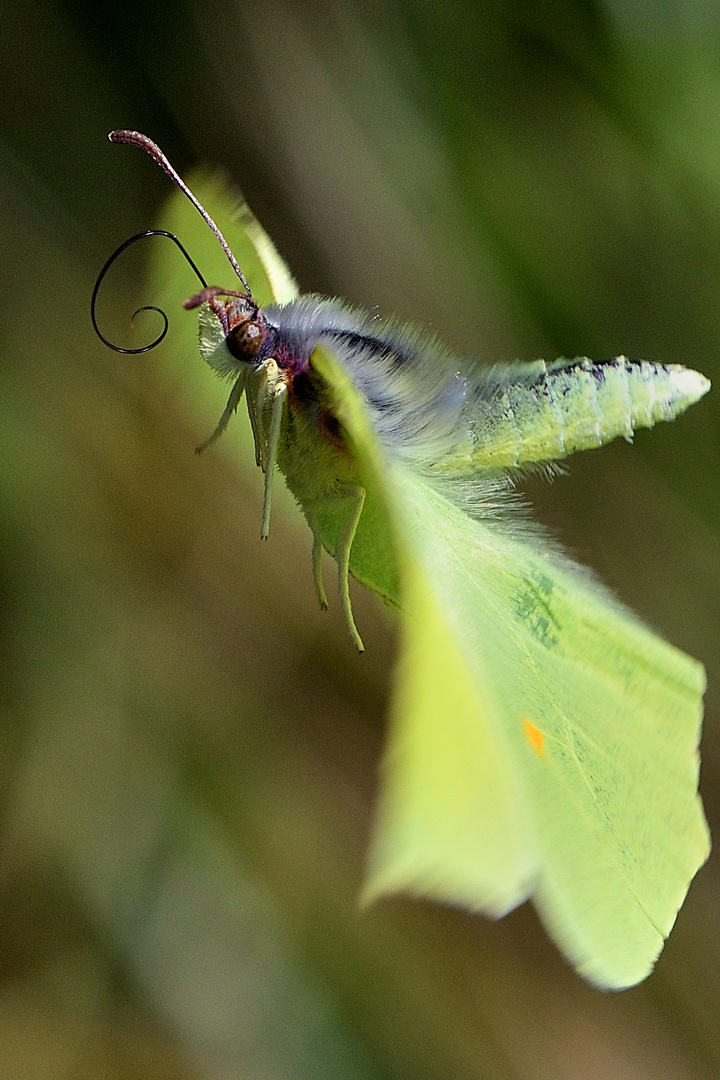 Zitronenfalter im Flug