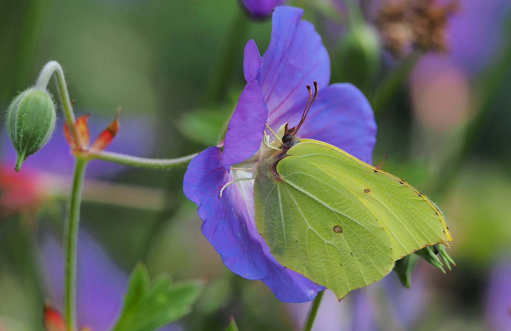 Zitronenfalter im Garten