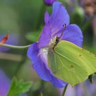 Zitronenfalter im Garten