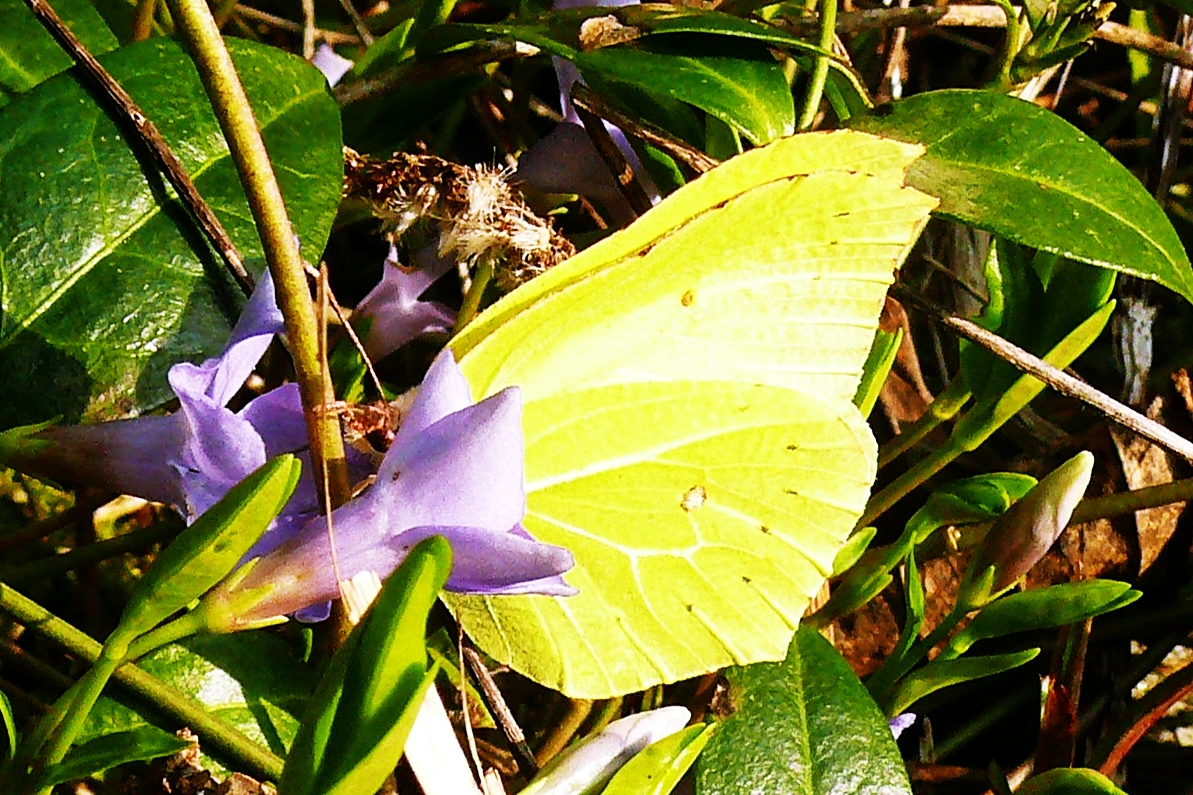 Zitronenfalter im Garten