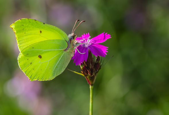 Zitronenfalter im Gegenlicht (Gonepteryx rhamni) Männchen