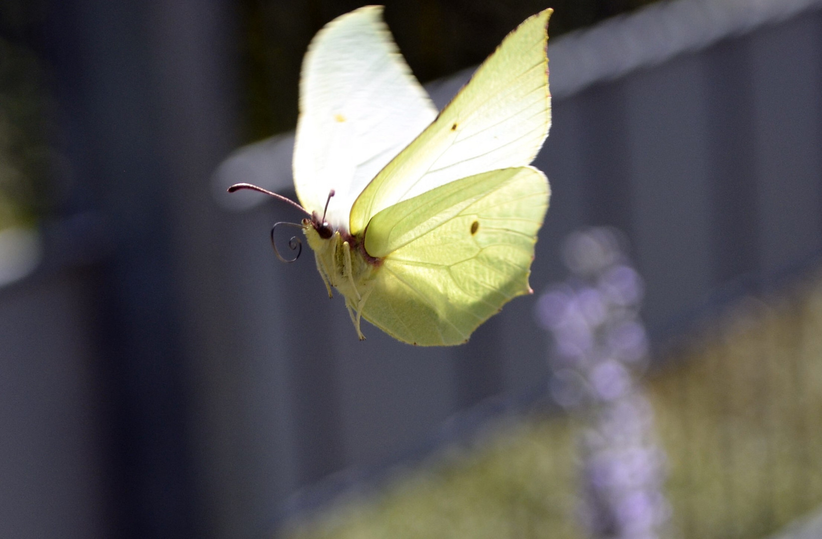 Zitronenfalter im Landeanflug