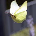 Zitronenfalter im Landeanflug