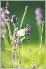 Zitronenfalter im Lavendel