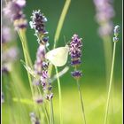 Zitronenfalter im Lavendel