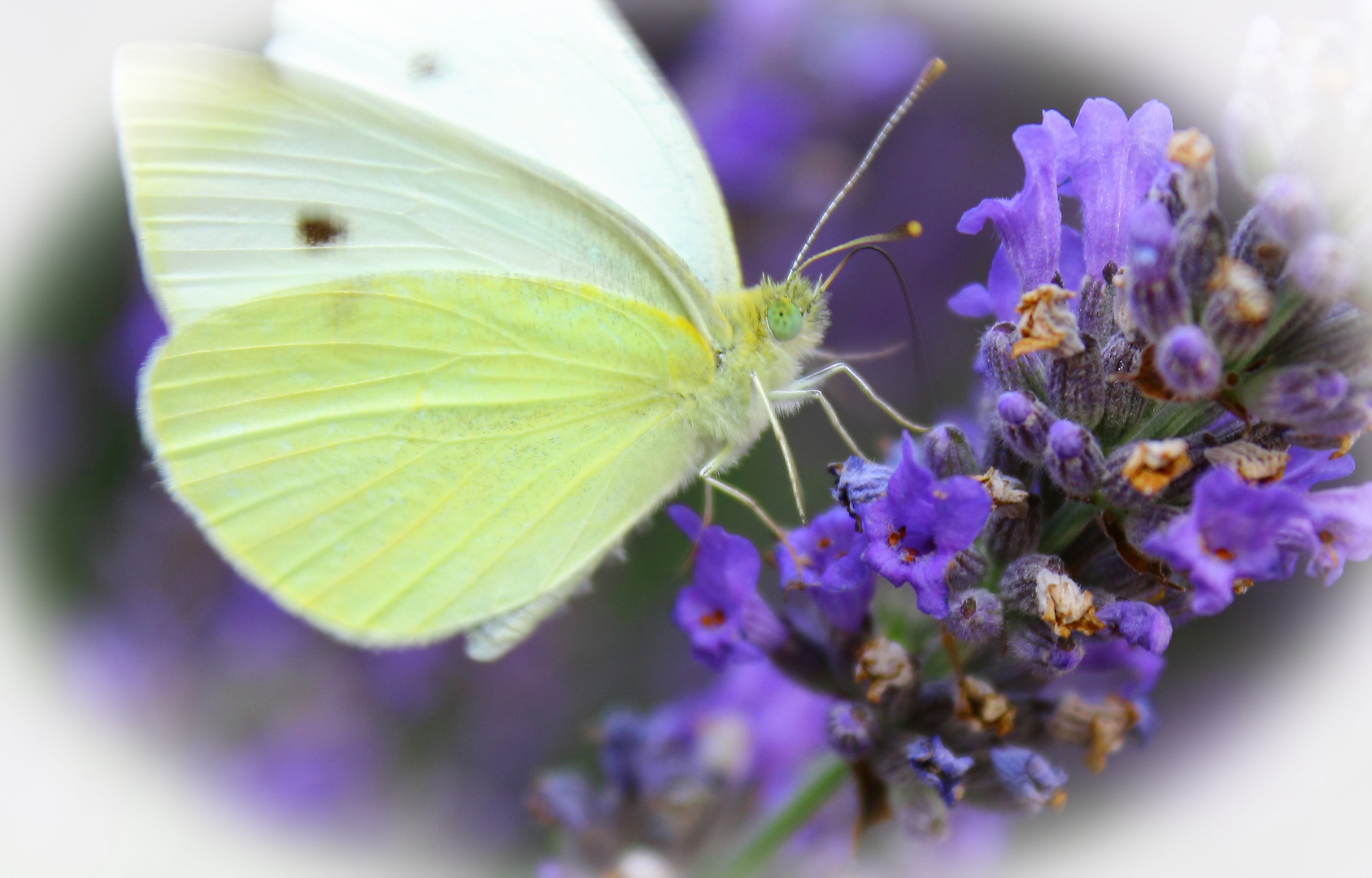 Zitronenfalter im Lavendel