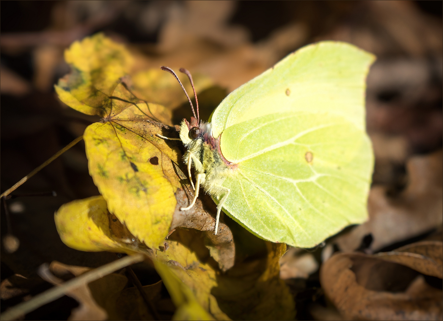 Zitronenfalter im Wald 