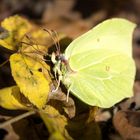 Zitronenfalter im Wald 