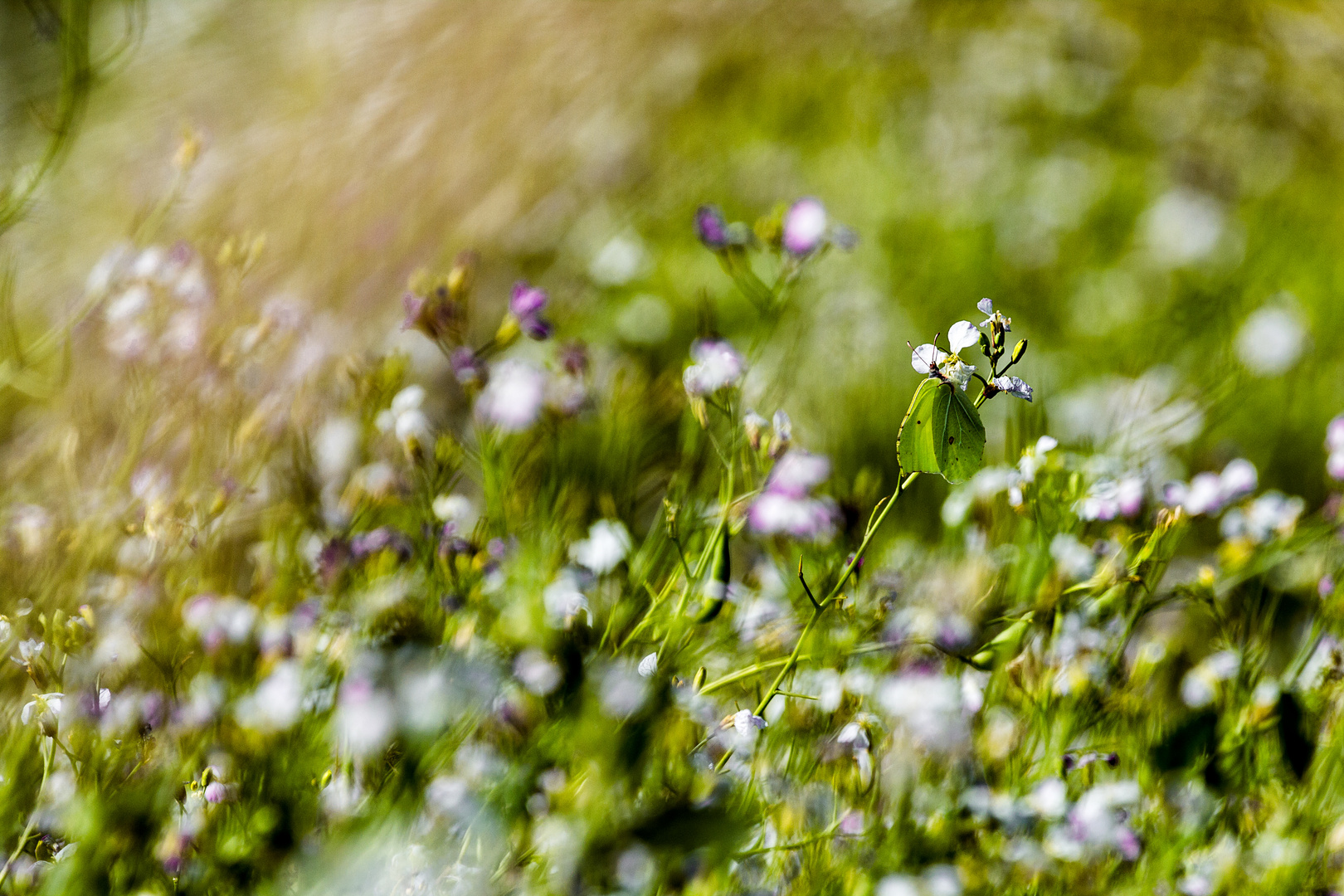 Zitronenfalter im Wind