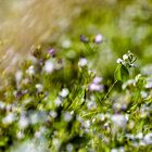 Zitronenfalter im Wind