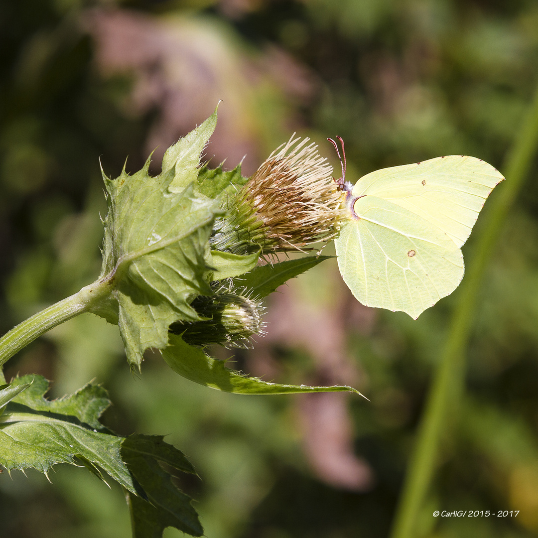 Zitronenfalter-IMG_3581