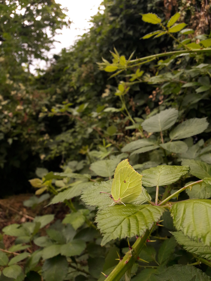 Zitronenfalter in Brombeerhecke