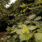 Zitronenfalter in Brombeerhecke