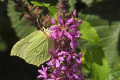  Zitronenfalter in der Weilaue 02