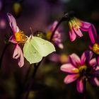 Zitronenfalter lieben Dahlien