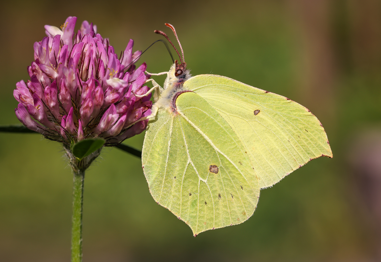 Zitronenfalter (m) (Gonepteryx rhamni)