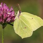 Zitronenfalter (m) (Gonepteryx rhamni)