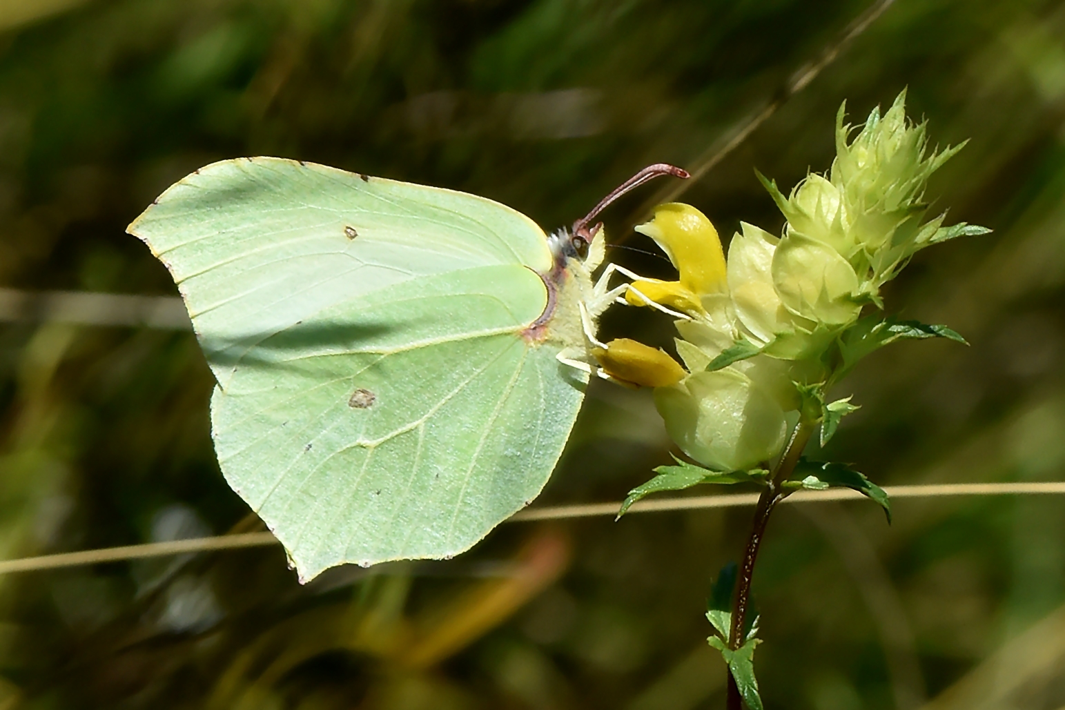 Zitronenfalter Männchen (Gonepteryx rhamni) 