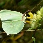 Zitronenfalter Männchen (Gonepteryx rhamni) 