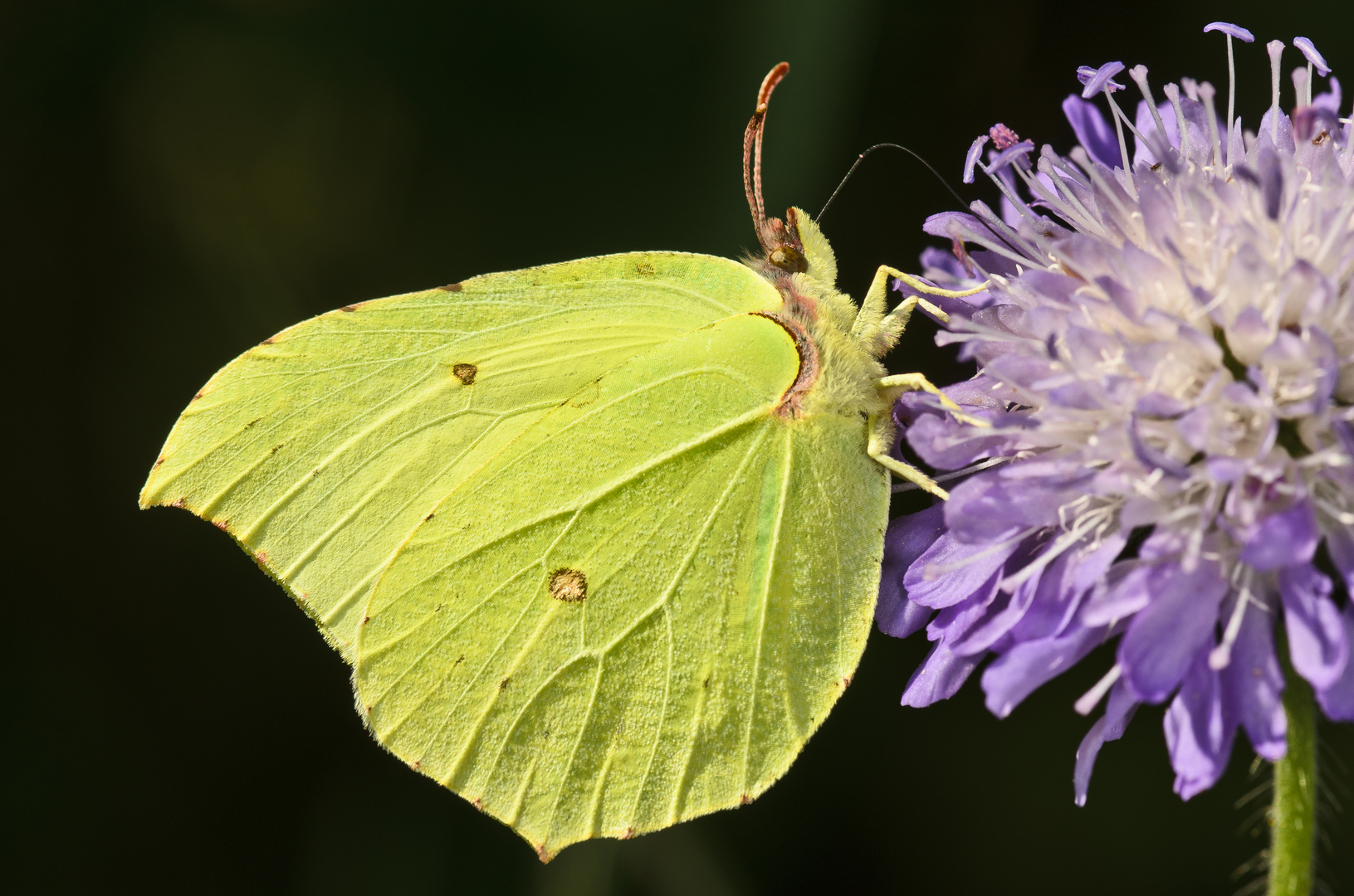 Zitronenfalter Männchen (Gonepteryx rhamni)