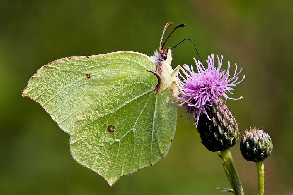 Zitronenfalter ( männlich )