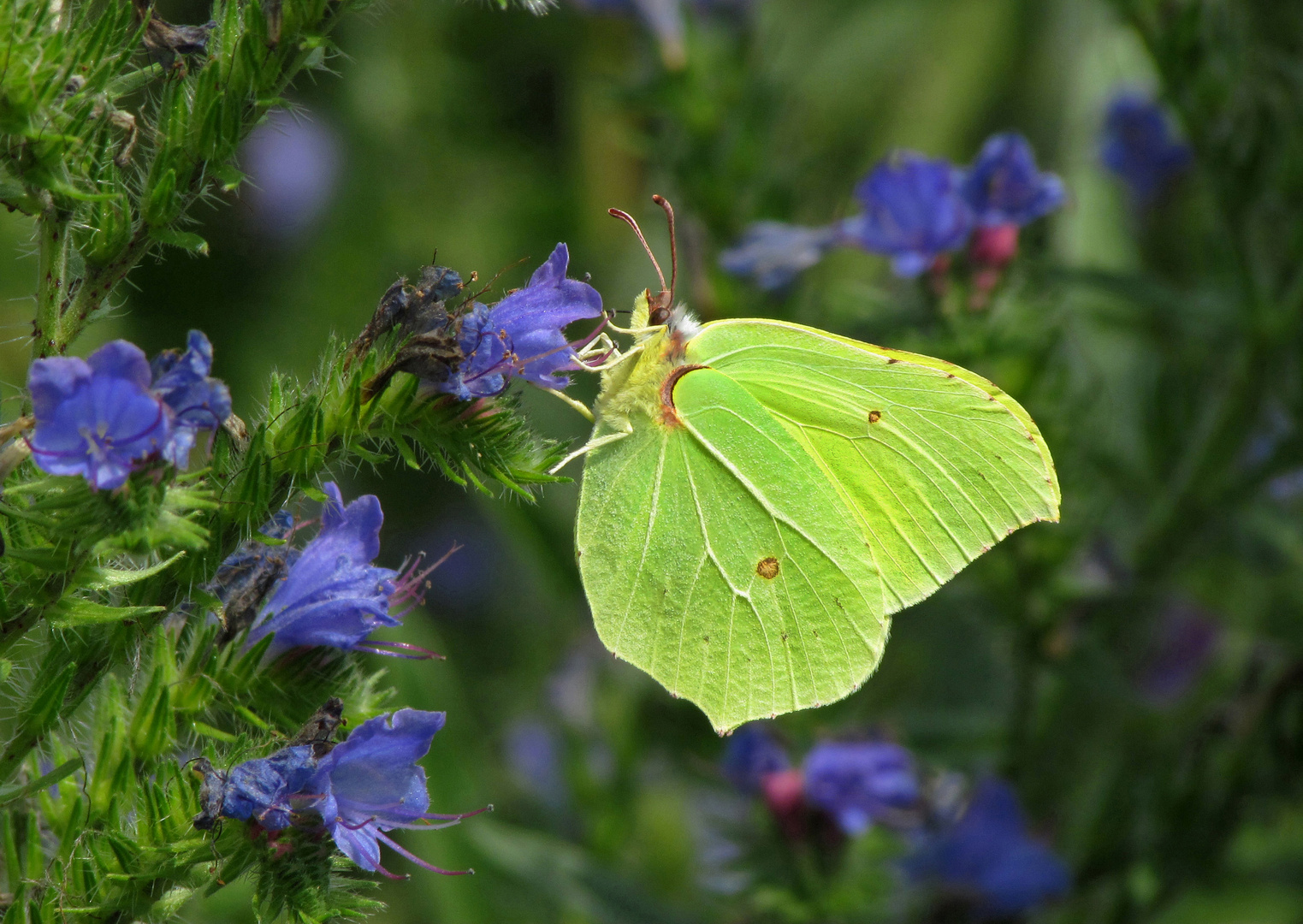 Zitronenfalter, männlicher Falter, Common Brimstone