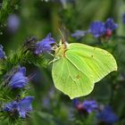 Zitronenfalter, männlicher Falter, Common Brimstone