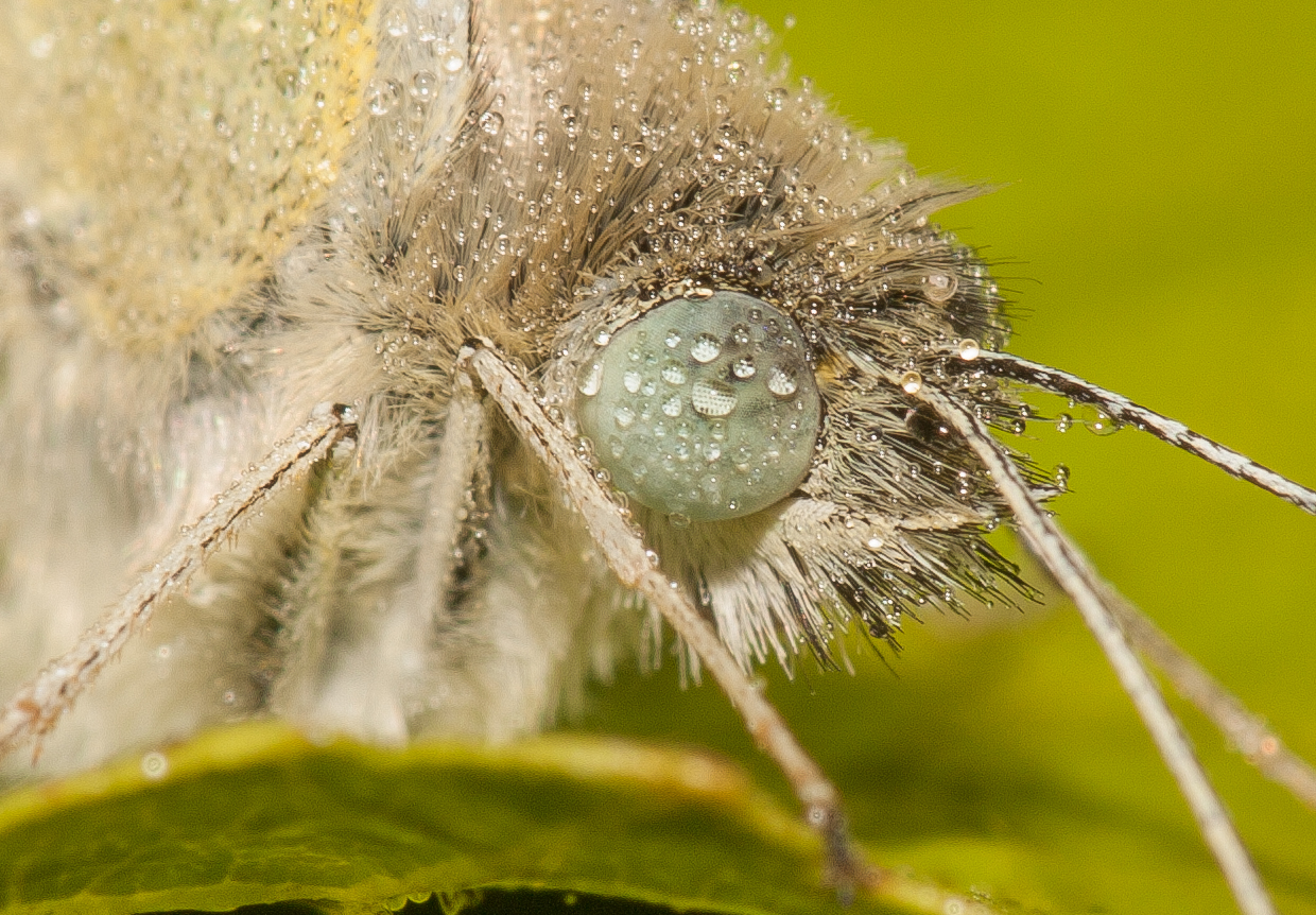 Zitronenfalter  Makro 