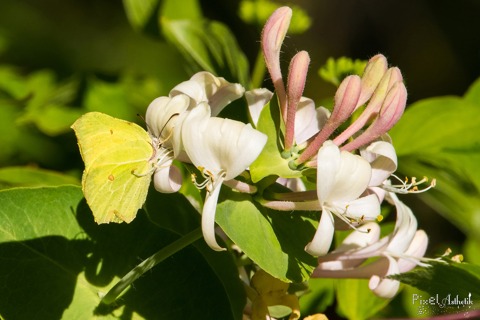 Zitronenfalter nuckelt am Gartengeißblatt