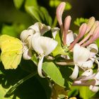 Zitronenfalter nuckelt am Gartengeißblatt