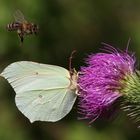 Zitronenfalter oder Brimstone (Gonepteryx rhamni)