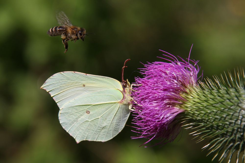 Zitronenfalter oder Brimstone (Gonepteryx rhamni)