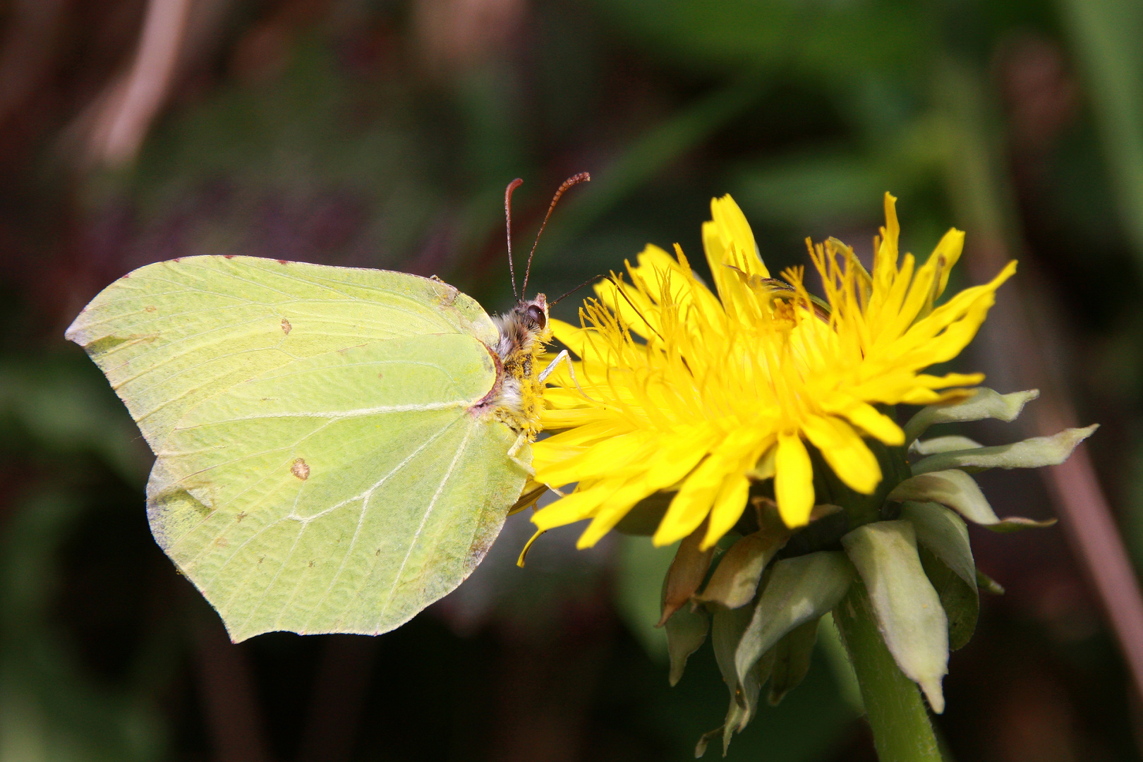 Zitronenfalter or Common Brimstone (Gonepteryx rhamni)