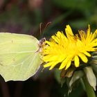 Zitronenfalter or Common Brimstone (Gonepteryx rhamni)