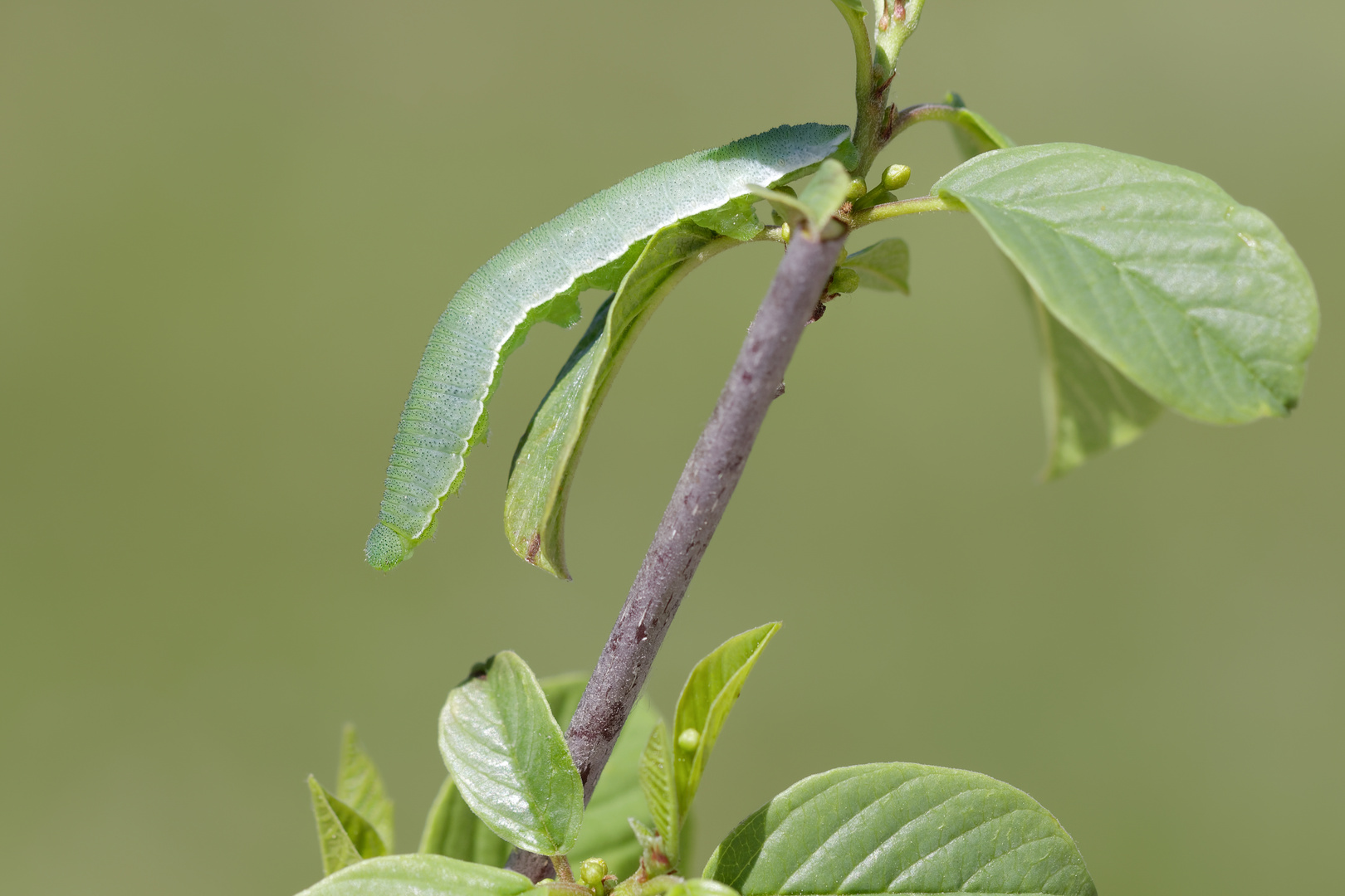 Zitronenfalter Raupe