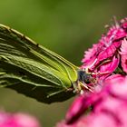 Zitronenfalter, Schmetterling,