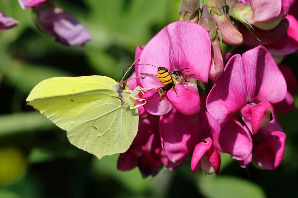 Zitronenfalter und Biene