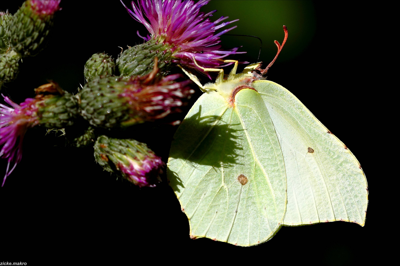 Zitronenfalter und Distel