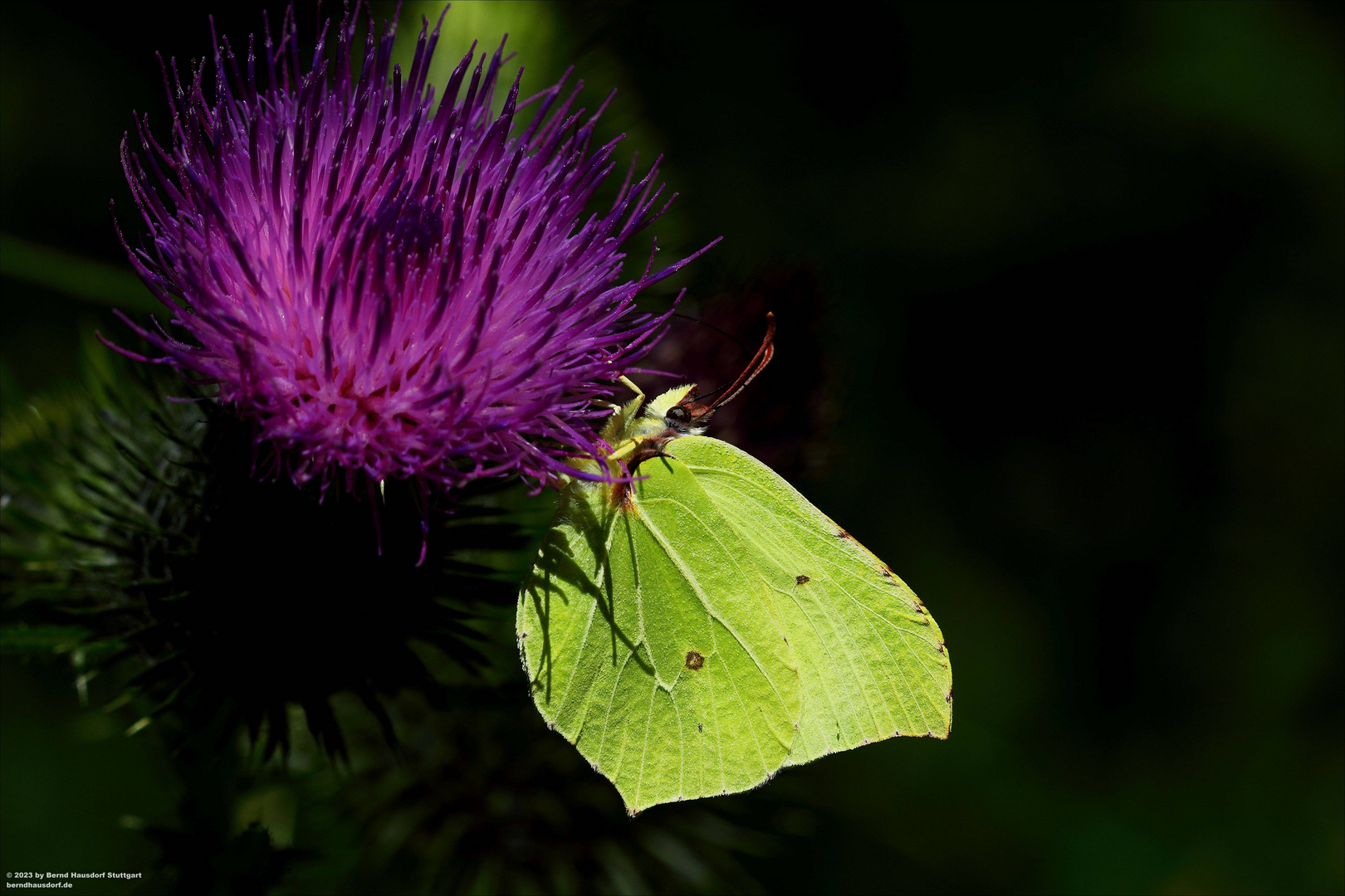 Zitronenfalter und Flockenblume