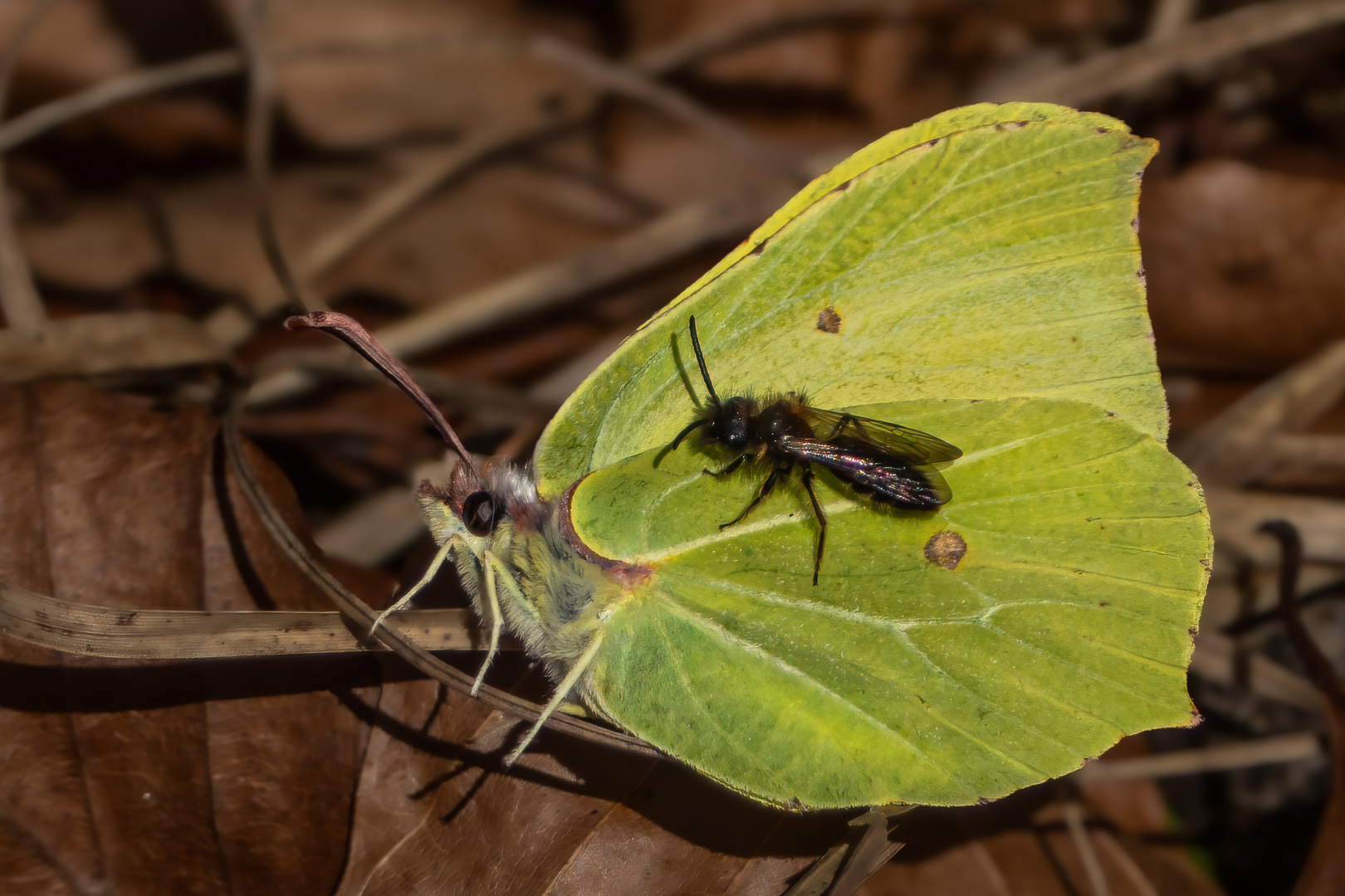 Zitronenfalter und Wildbiene