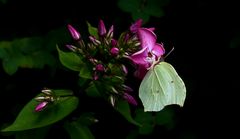 Zitronenfalter, weiblich (Gonepteryx rhamni)