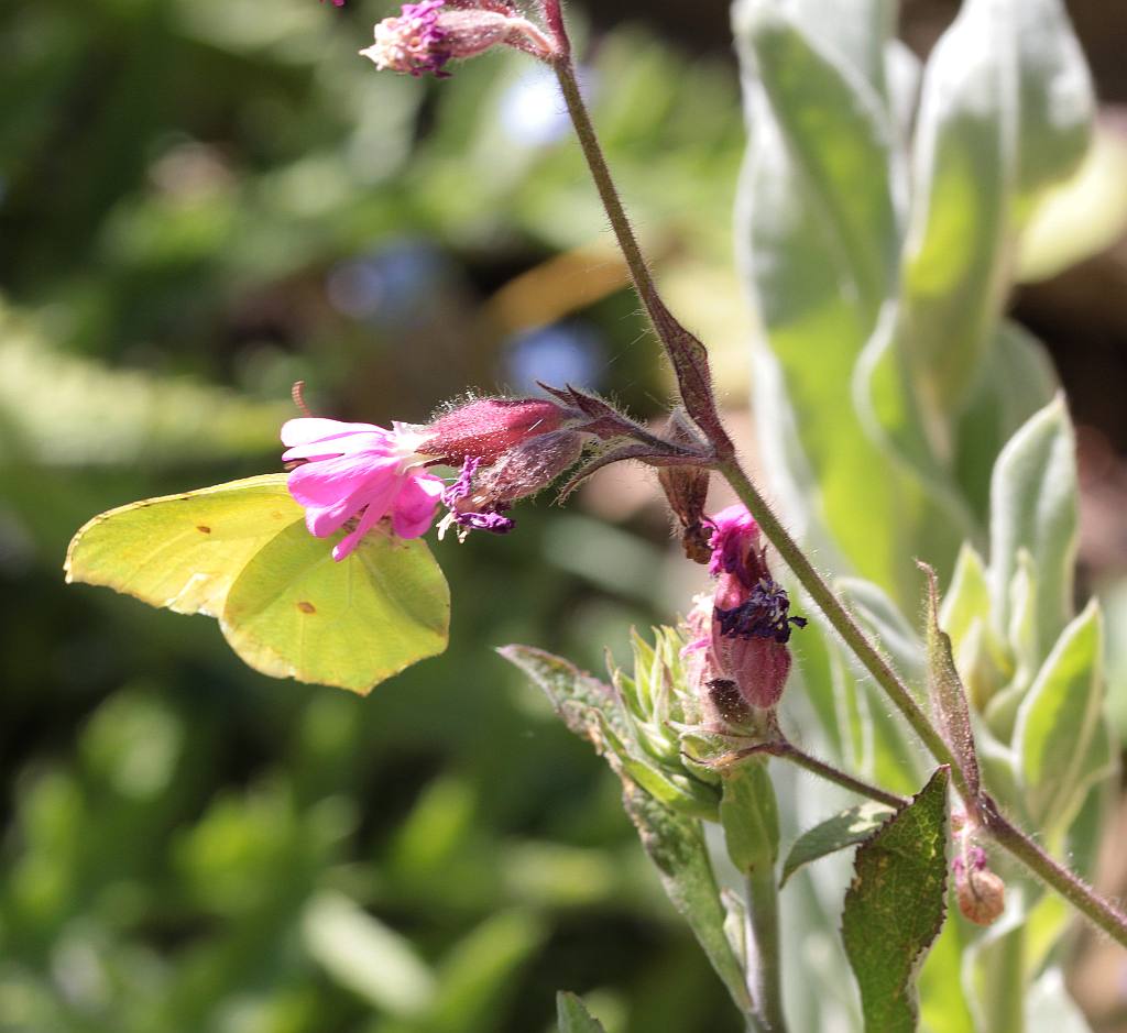 Zitronenfalter_100_0618_Silene-diocia-rote_Lichtnelke