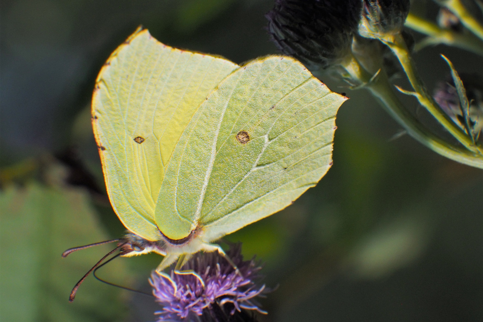 Zitronenfalter_Gonepteryx rhamni