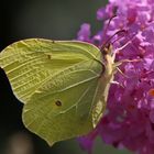 Zitronenfalter(Gonepteryx rhamni)