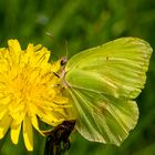 Zitronenfalter(Gonepteryx rhamni) 