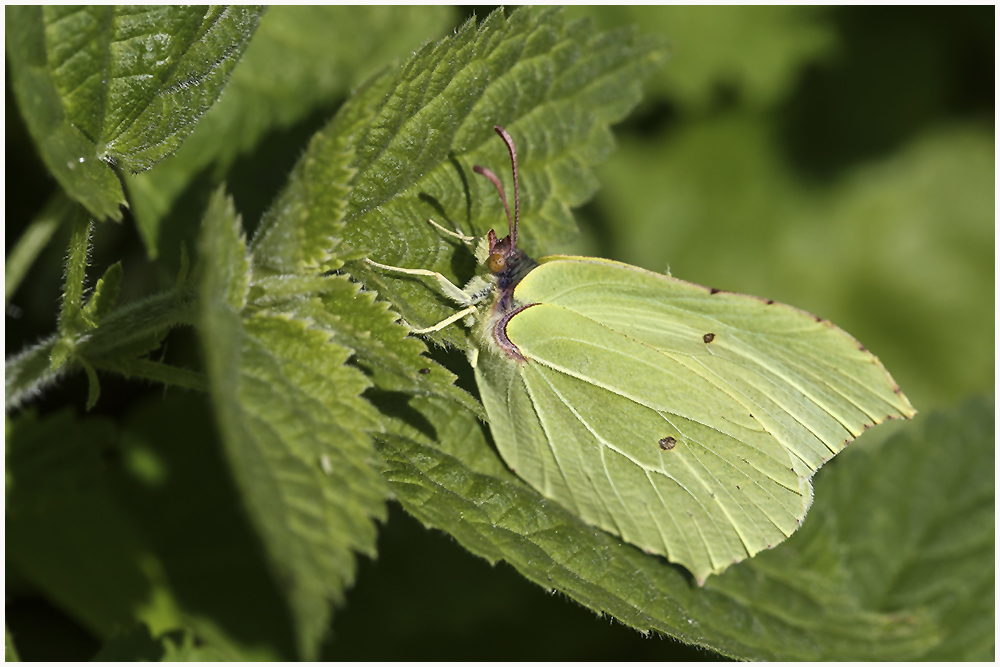 Zitronenfalter,w (Gonepteryx rhamni)