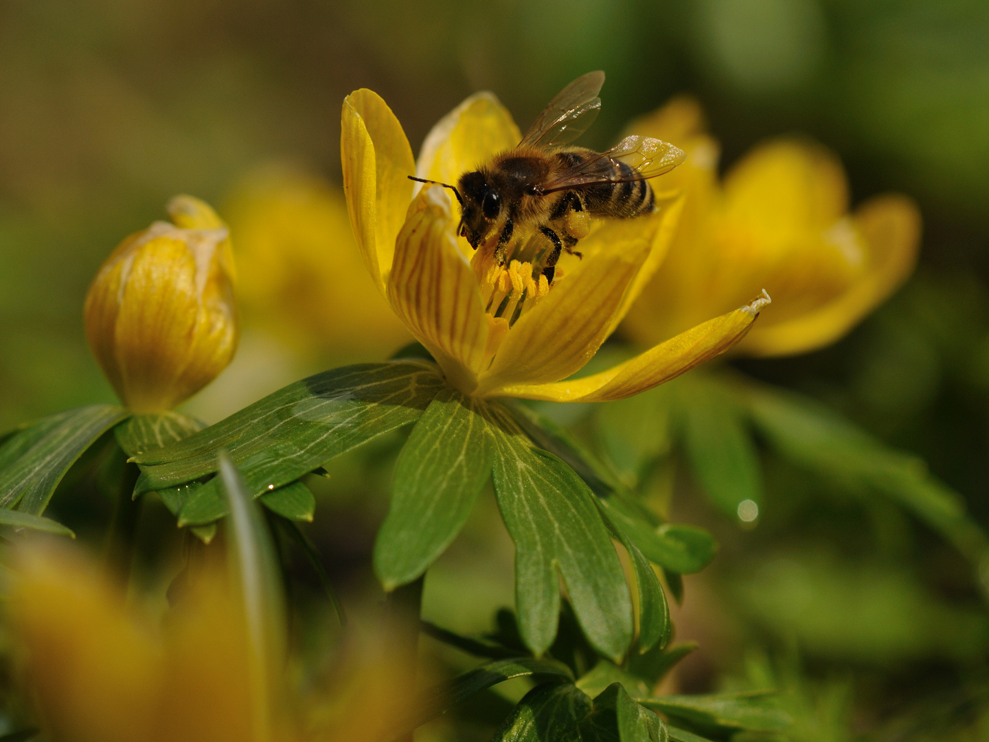 Zitronenfarbener Pollen