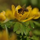 Zitronenfarbener Pollen