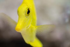 Zitronenflossen-Doktorfisch