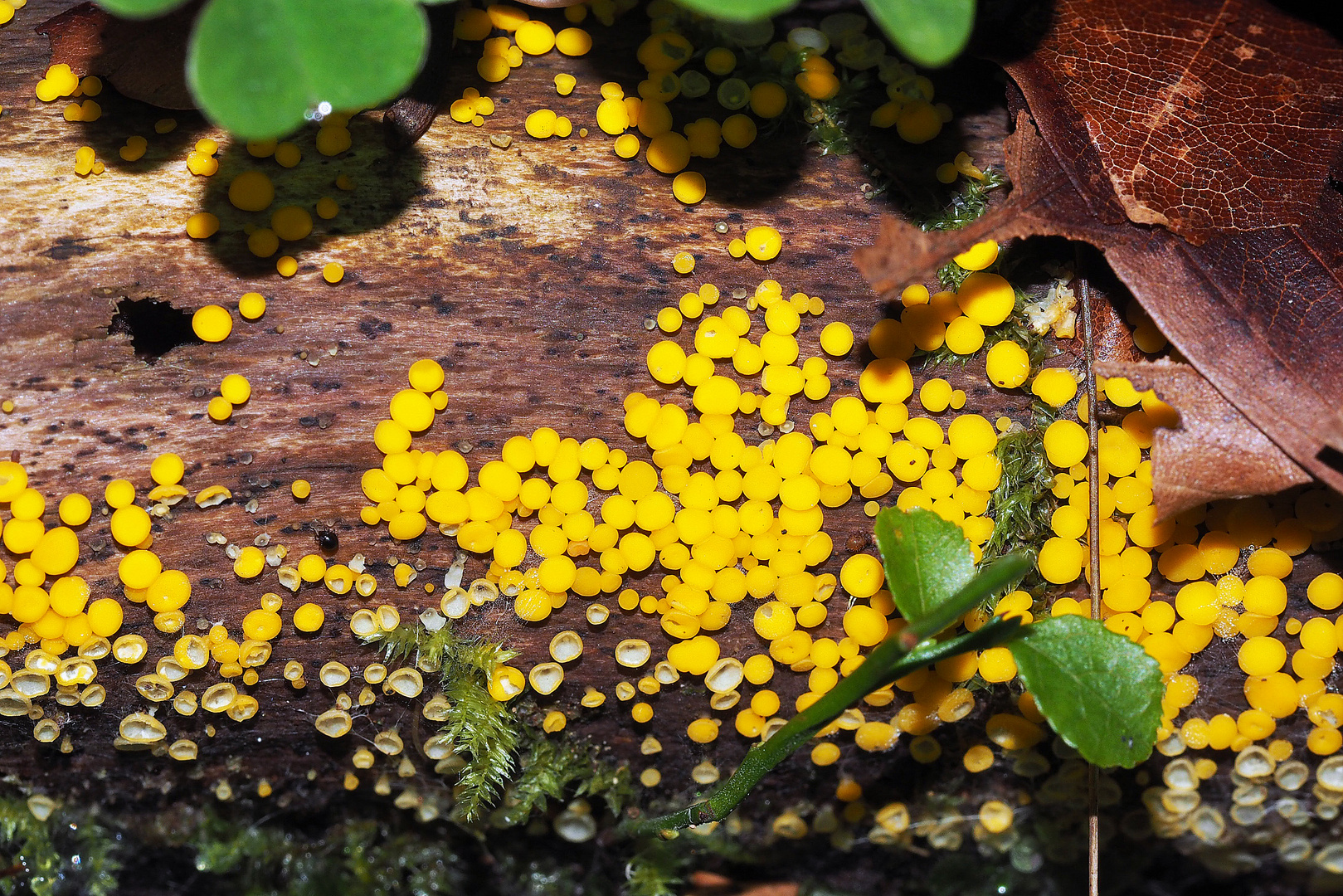 Zitronengelbe Holzbecherchen (Bisporella citrina) 